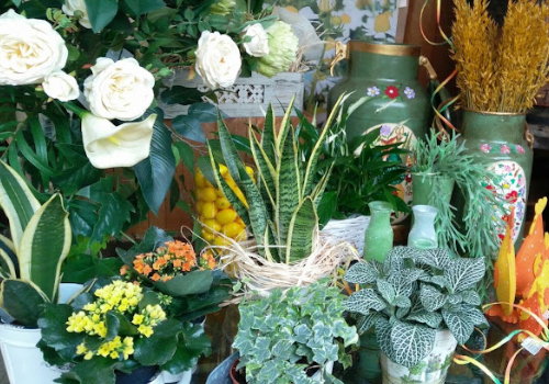 Platas y flores de regalo