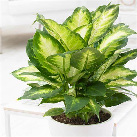 Planta Dieffenbachia Camila