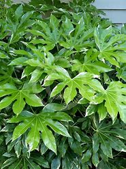 Planta Fatsia Japonica