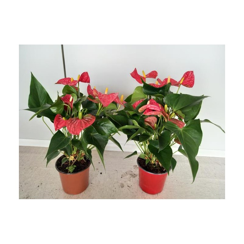 Maceta 14cm Altura 50cm