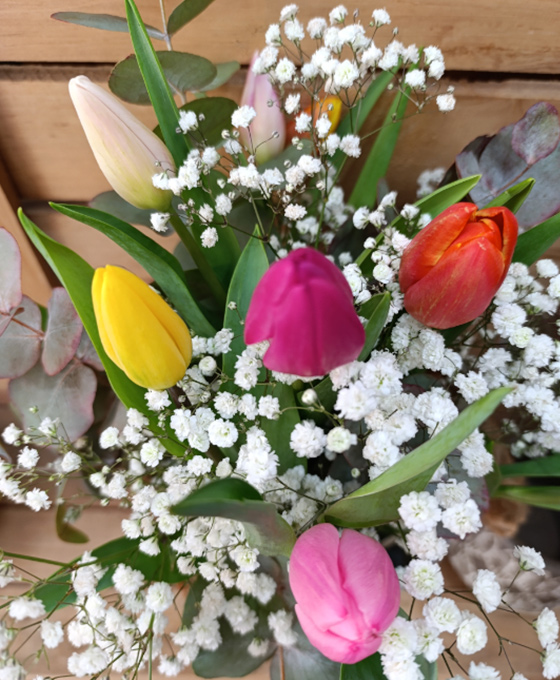 Tulipanes de colores