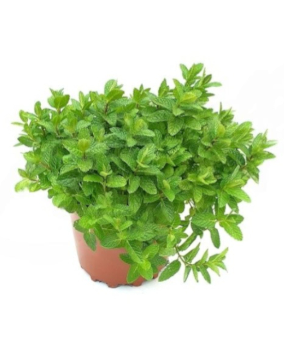 Enviar Planta Menta en el Masnou