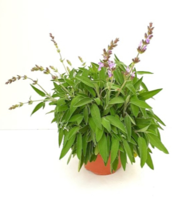 Salvia Aromática para regalar en El Mansou
