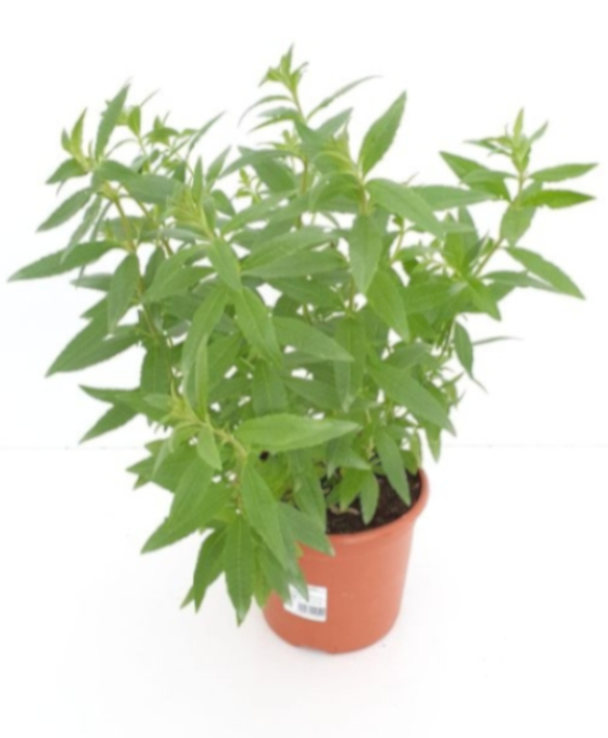 Planta exterior Maria Luisa