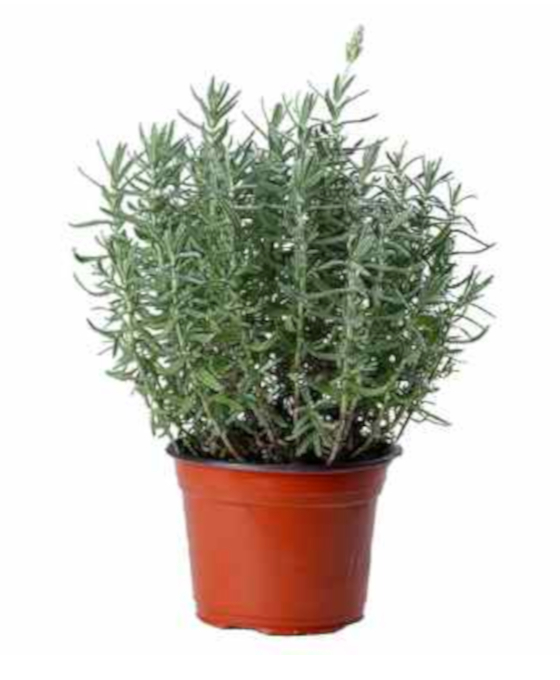 Planta Lavanda en el Masnou