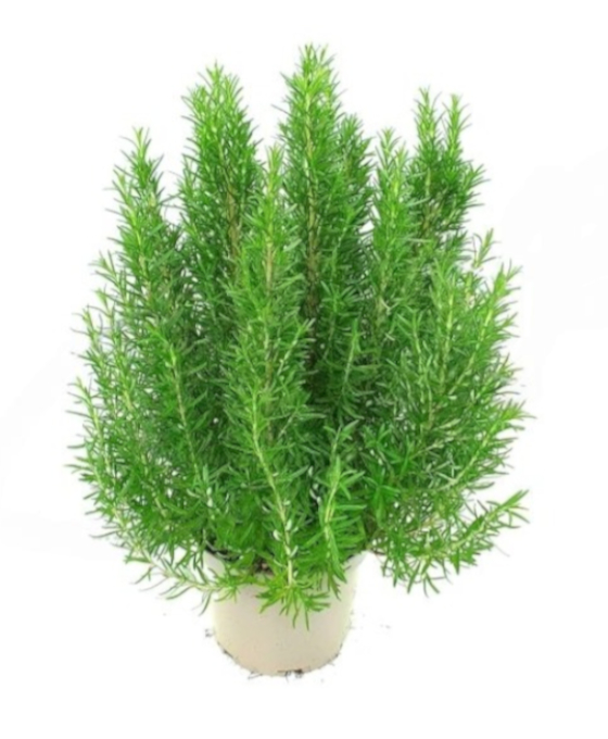 Planta Romero en El Masnou