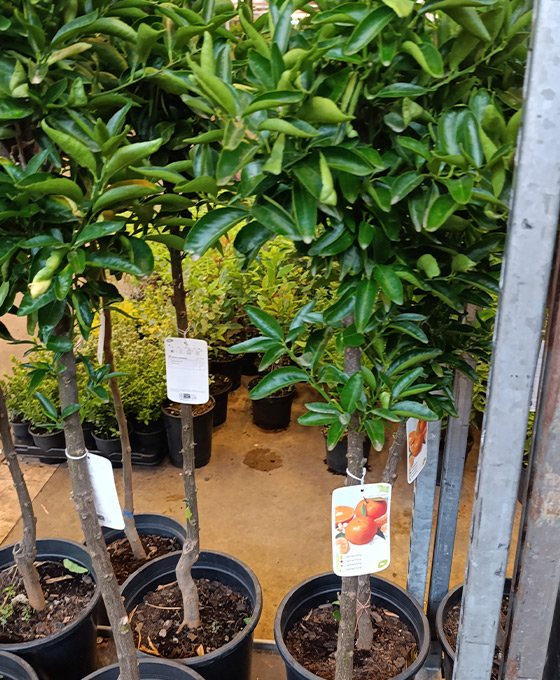 Limonero 4 estaciones